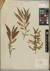 Foto von Salix alba L. x Salix pentandra L.
